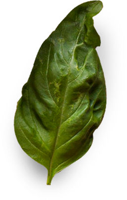 Frozen Leaf Decoration